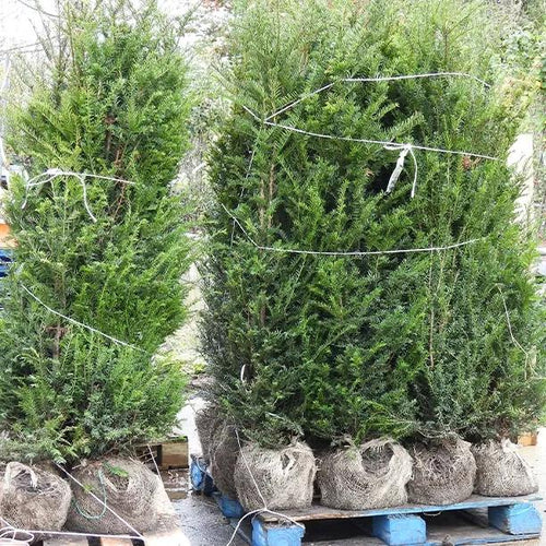Rootballed Yew Hedge Plants 120/150cm Tall