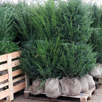 Rootballed Yew Hedge Plants