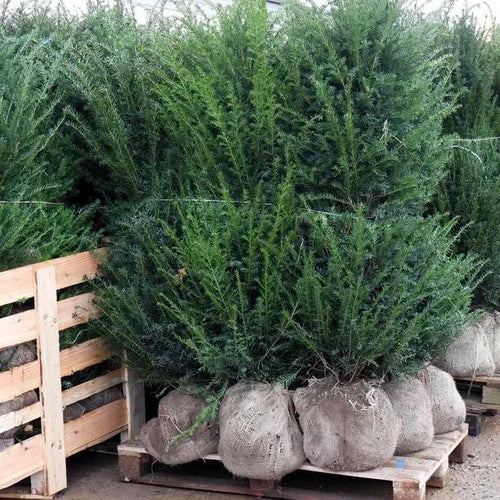 Rootballed Yew Hedge Plants