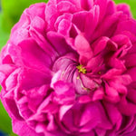 Rosa de Rescht Shrub Rose Flowers