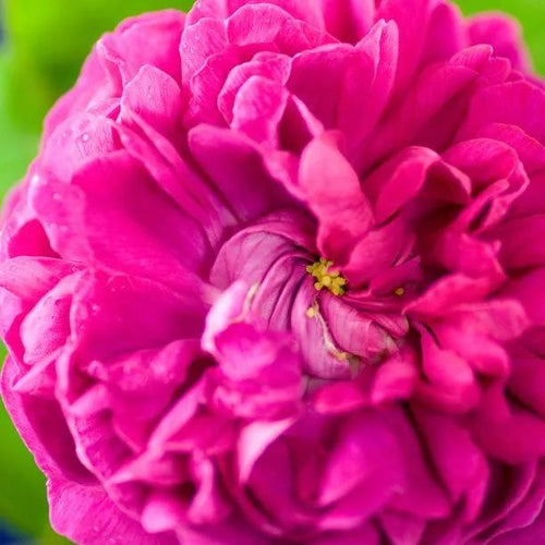 Rosa de Rescht Shrub Rose Flowers