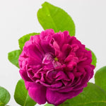 Rosa de Rescht Shrub Rose Flowers