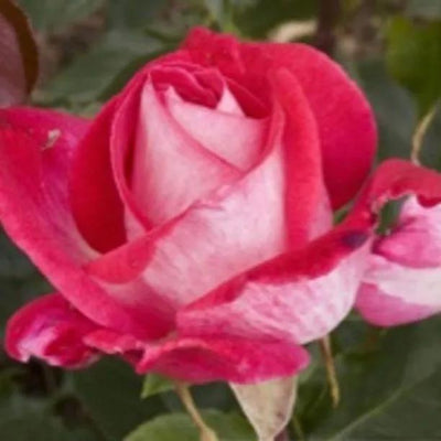 Rose Gaujard Hybrid Tea Rose Flowers