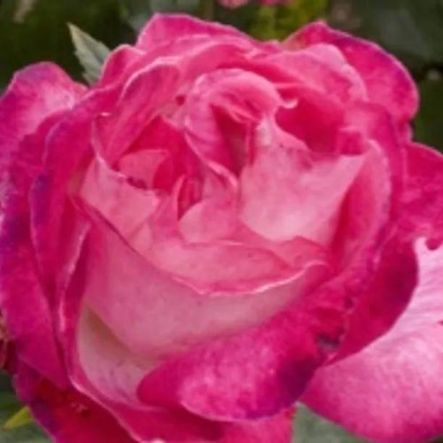 Rose Gaujard Hybrid Tea Rose Flowers