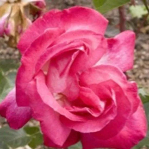 Rose Gaujard Hybrid Tea Rose Flowers