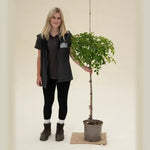 Super Trouper Standard Rose