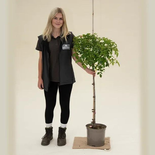 Super Trouper Standard Rose