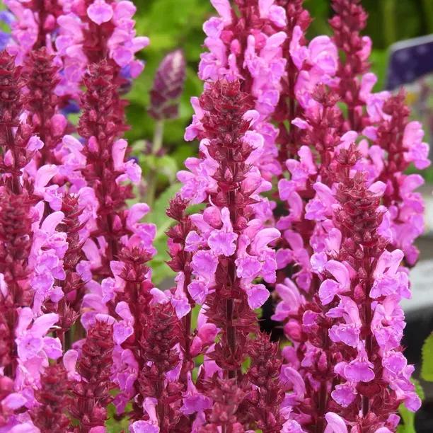 Rose Marvel Salvia Flowers