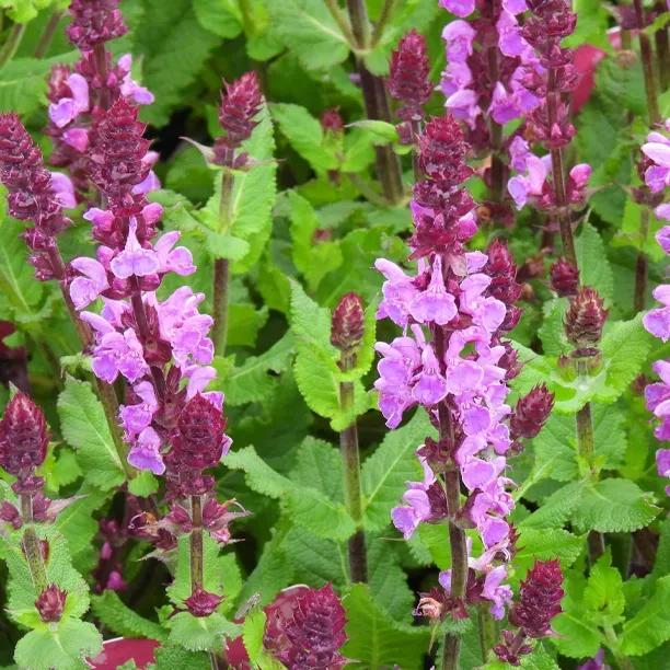 Rose Marvel Salvia Flowers