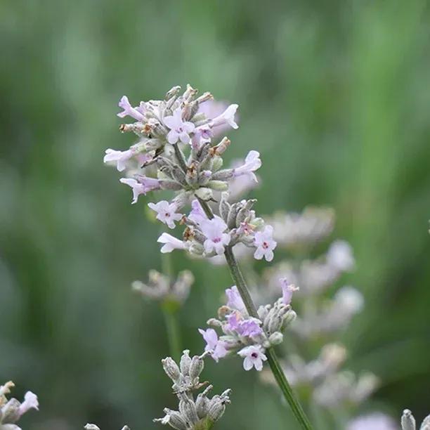 Rosea Pink Lavender Flowers
