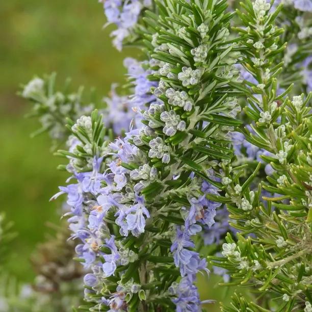 Rosemary Flowers