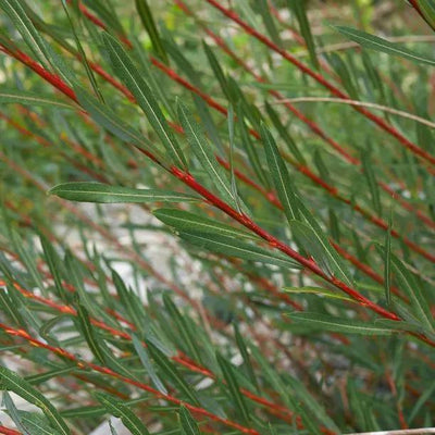 Rosemary Leaf Willow Bark