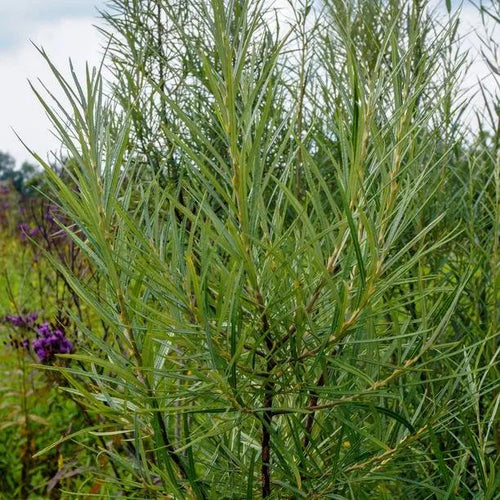 Rosemary Leaf Willow Foliage