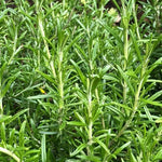 Rosemary Leaves new growth