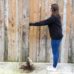 Bareroot Rosemary Russet Maiden Apple Tree