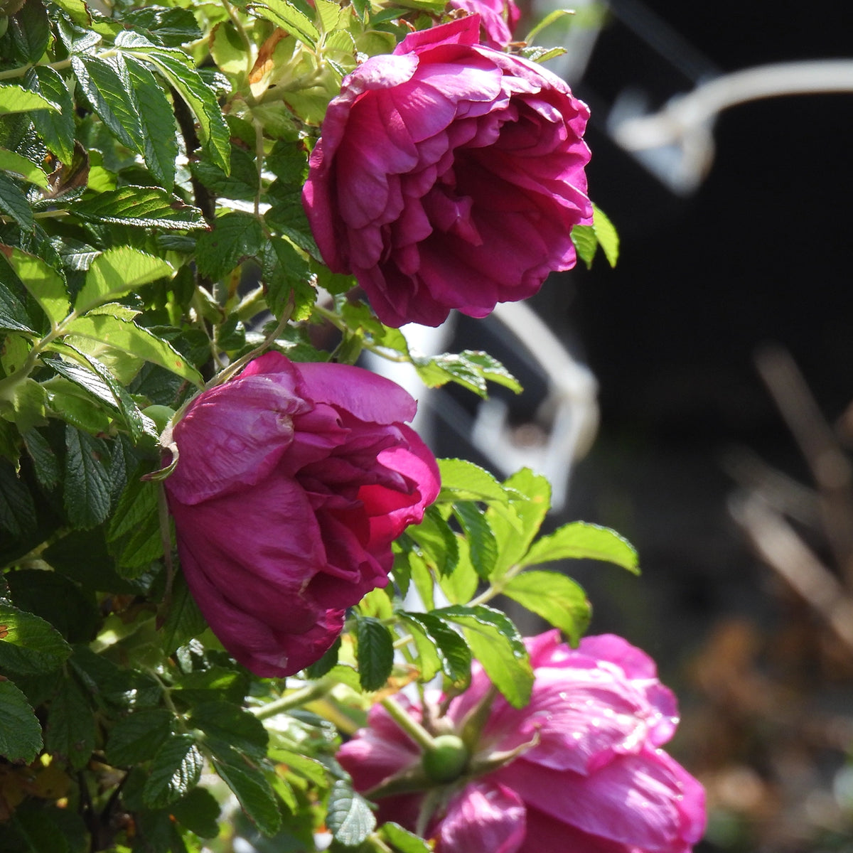 Close-up of three deep magenta rose blooms with green leaves in a garden setting.