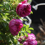 Close-up of three deep magenta rose blooms with green leaves in a garden setting.