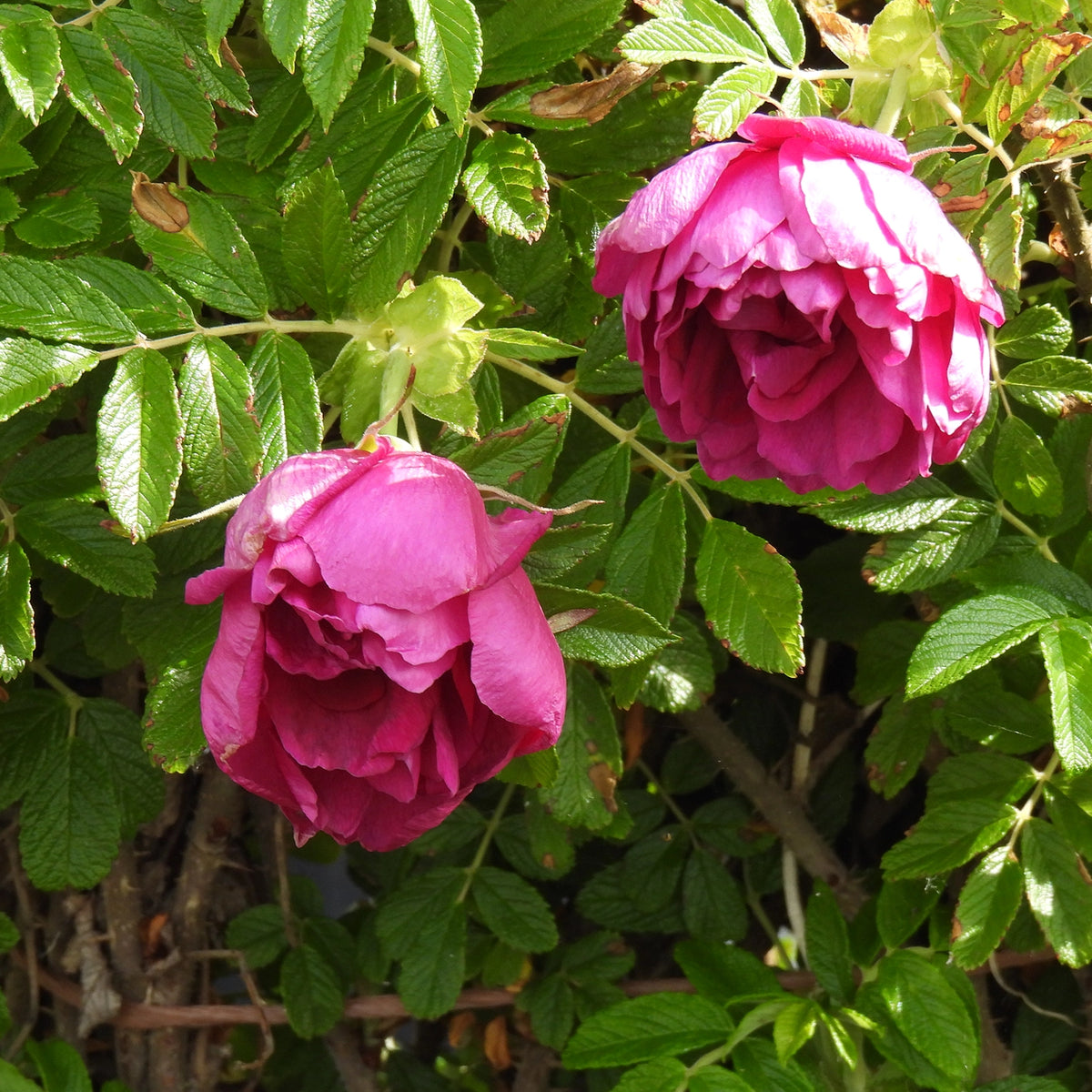 Two blooming pink roses with layered petals among green serrated leaves on a bush.