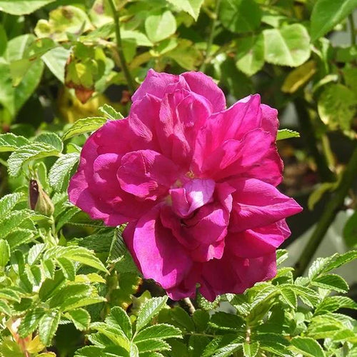 Roseraie De L'Hay Rose Flowers