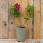Potted Roseraie De L'Hay Rose Bush in flower