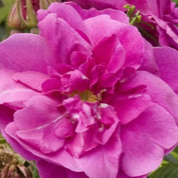 Roseraie De L'Hay Shrub Rose Flowers