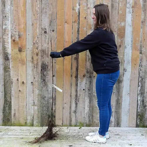 Bareroot Rosette Maiden Apple Tree