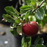 Rosette Apples on the tree