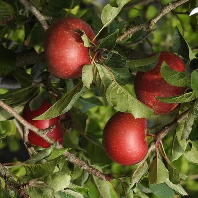 Rosette Apples on the tree