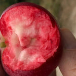 Rosette Apples on the tree