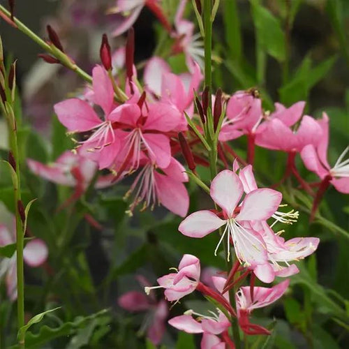 Rosyjane Gaura Flowers