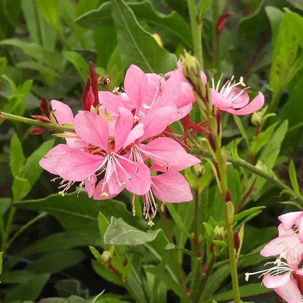 Rosyjane Pink Gaura Flowers