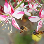 Guara Rosyjane flowers
