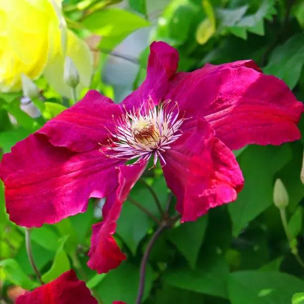 Rouge Cardinal Clematis Flowers