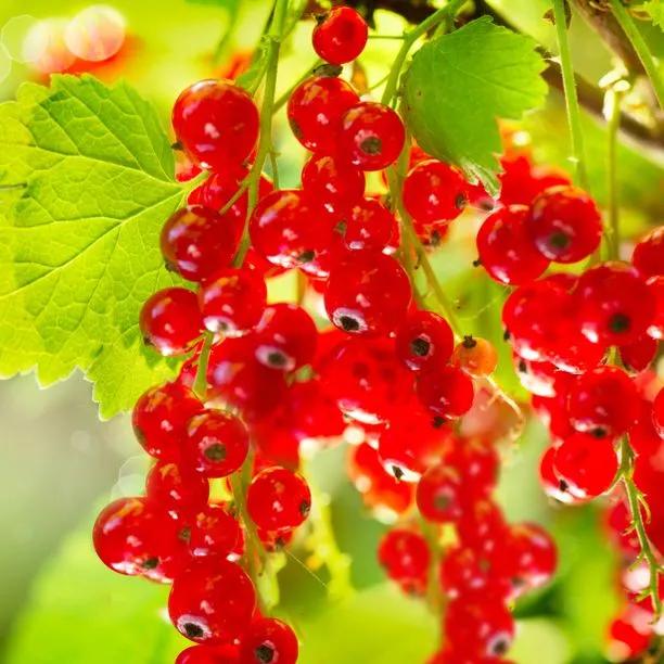 Rovada Redcurrants on the Bush