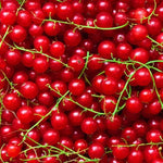Ripe Rovada Redcurrants