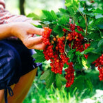 Rovada Redcurrants on the bush