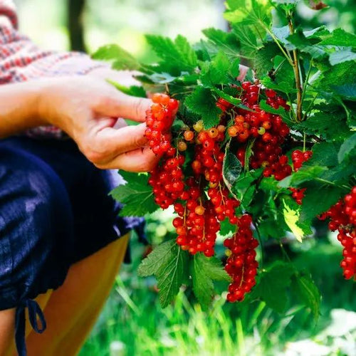 Rovada Redcurrants on the bush