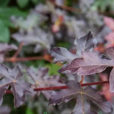 Royal Ruby Red Field Maple Leaves
