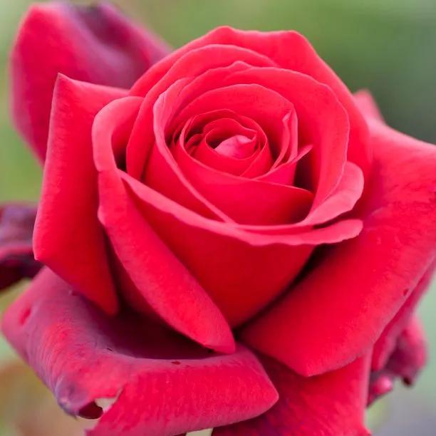 Royal William Hybrid Tea Rose Flowers