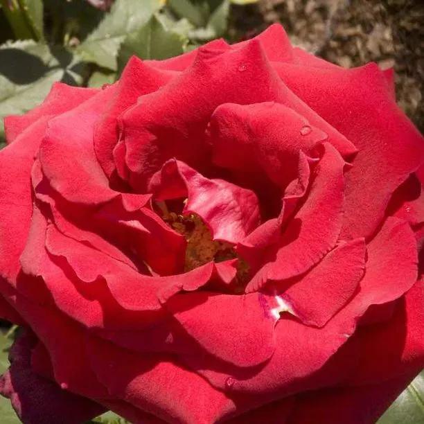 Royal William Hybrid Tea Rose Flowers