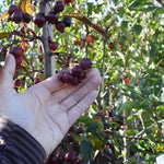 Hand holding dark red crab apples (Royalty)