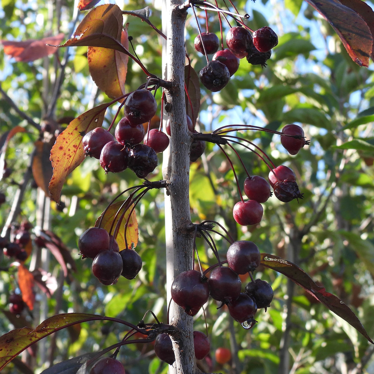 Close up of red crab apples on Royalty malus tree