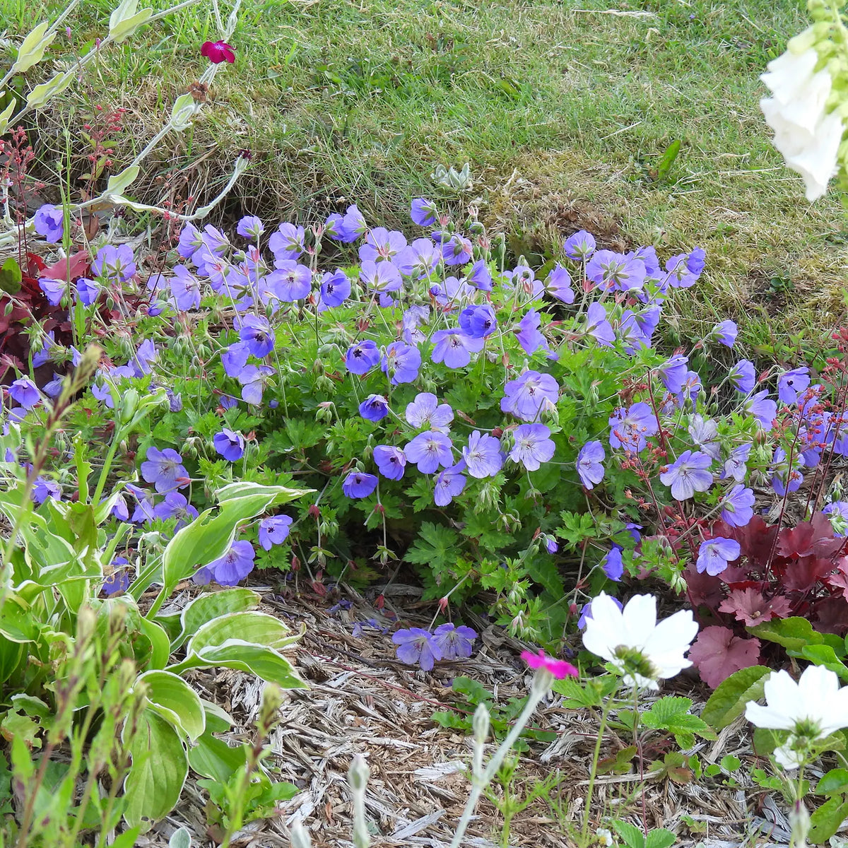 Colourful geranium flowers in a garden setting.
