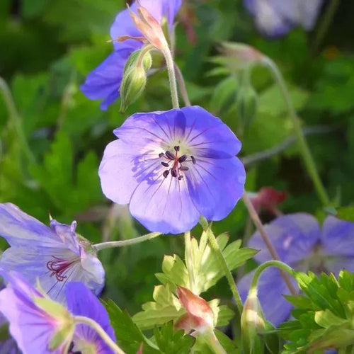 Rozanne Geranium Flowers