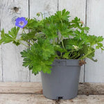 Rozanne Geranium Plant in 2 Litre Pot