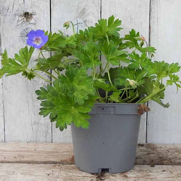 Rozanne Geranium Plant in 2 Litre Pot
