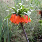 Rubra Crown Imperial Flowers