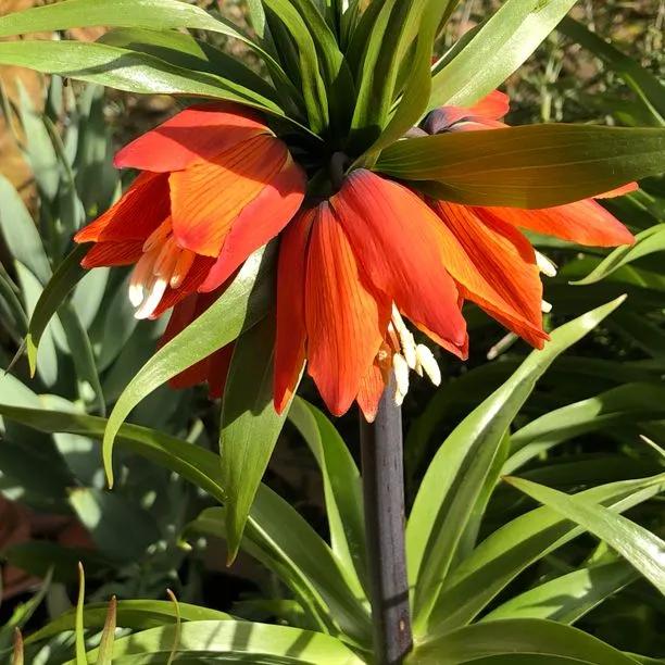 Rubra Crown Imperial Flowers