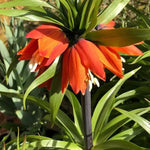 Rubra Crown Imperial Flowers