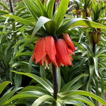 Red Crown Imperial Flowers
